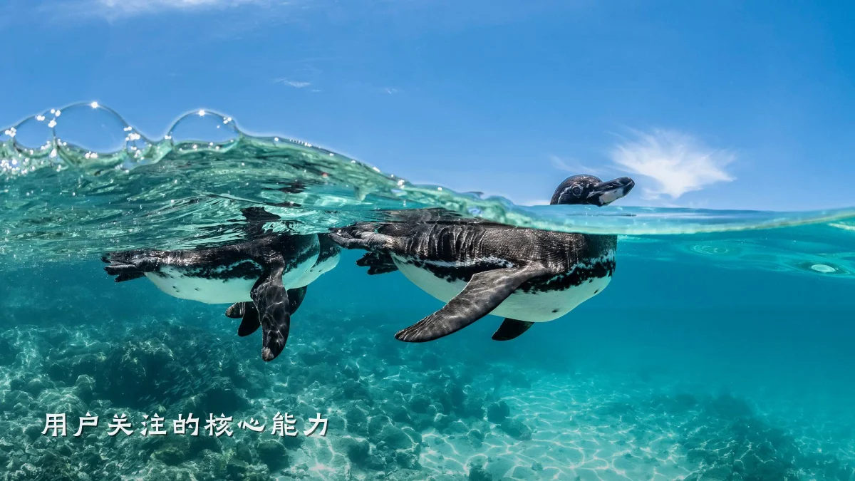 用户关注的核心能力
