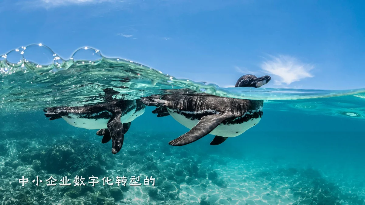 中小企业数字化转型的